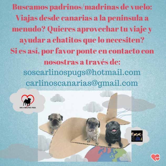 buscamos-padrinos_madrinas-de-vueloviajas-desde-canarias-a-la-peninsula-a-menudo_-quieres-aprovechar-tu-viaje-y-ayudar-a-chatitos-que-lo-necesiten_-si-es-asi-pr-favor-ponte-en-contacto-co-1